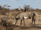 Equus grevyi (Grevy's Zebra)