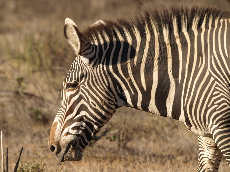 Equus_grevyi_Grevy_s_Zebra_01222011_Samburu_nationalpark_Kenya_009.JPG