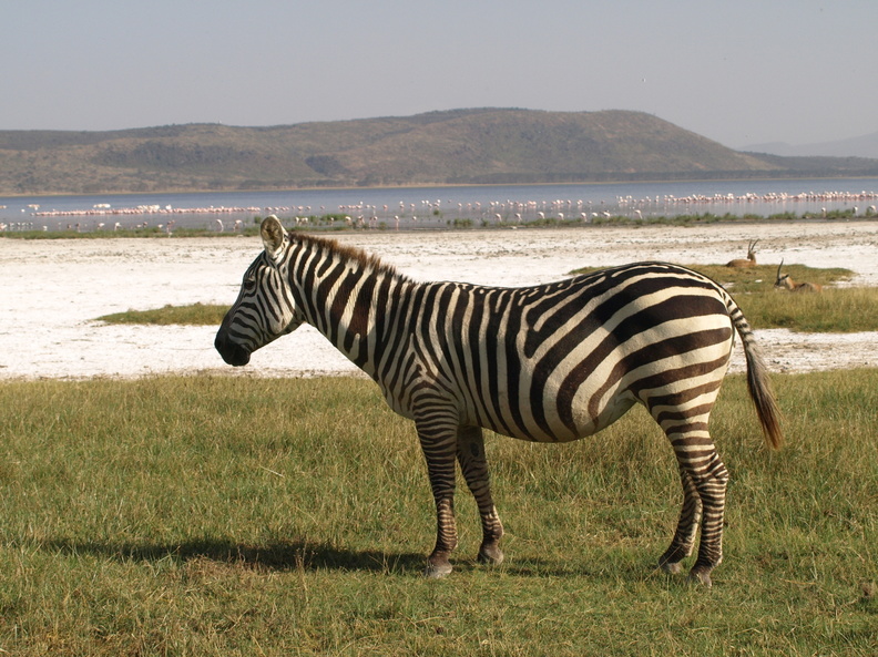 Equus_quagga_ssp__boehmi_Common_Zebra__Zebra_26012011_Lake_Nakuru_Kenya_006.JPG
