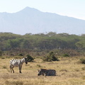 Equus_quagga_ssp__boehmi_Common_Zebra__Zebra_27012011_Lake_Naivasha_Kenya_115.JPG