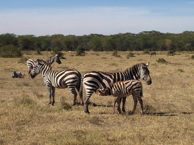 Equus_quagga_ssp__boehmi_Common_Zebra__Zebra_27012011_Lake_Naivasha_Kenya_122.JPG