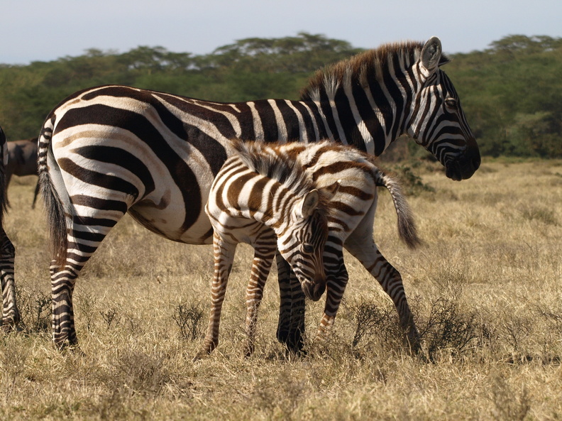 Equus_quagga_ssp__boehmi_Common_Zebra__Zebra_27012011_Lake_Naivasha_Kenya_128.JPG