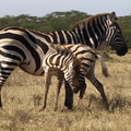 Equus quagga ssp. boehmi (Common Zebra, Zebra)