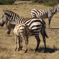 Equus_quagga_ssp__boehmi_Common_Zebra__Zebra_27012011_Lake_Naivasha_Kenya_131.JPG