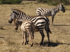 Equus quagga ssp. boehmi (Common Zebra, Zebra)