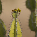Euphorbia sp. (Vortemælk)