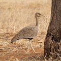Eupodotis_gindiana_Buff-crested_Bustard__Okkertoppet_Trappe_01232011_Samburu_nationalpark_Kenya_005.JPG