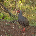 Francolinus afer (Red-necked spurfowl, Rødhalset Sporehøne)