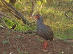 Francolinus afer (Red-necked spurfowl, Rødhalset Sporehøne)