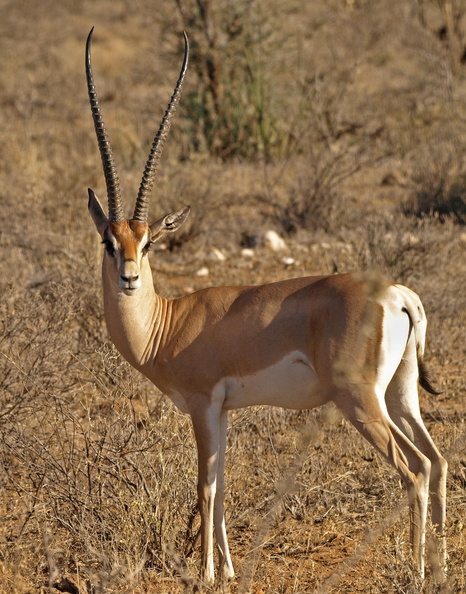 Gazella_granti_Grant_s_gazelle_01222011_Samburu_nationalpark_Kenya_004.JPG