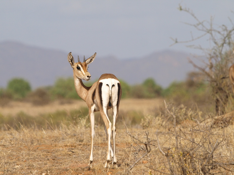 Gazella_granti_Grant_s_gazelle_01242011_Samburu_nationalpark_Kenya_019.JPG