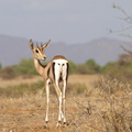 Gazella_granti_Grant_s_gazelle_01242011_Samburu_nationalpark_Kenya_019.JPG