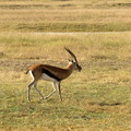 Gazella rufifrons (Thomson's (Red-fronted) Gazelle)