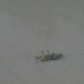 Ghost crab (Sandkrabbe)