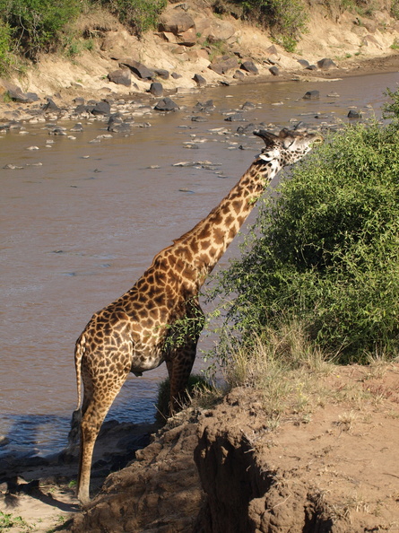 Giraffa_camelopardalis_ssp__tippelskirchi_Masaigiraf_28012011_Masai_Mara_Nationalpark_Kenya_542.JPG