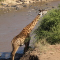 Giraffa camelopardalis ssp. tippelskirchi (Masaigiraf)