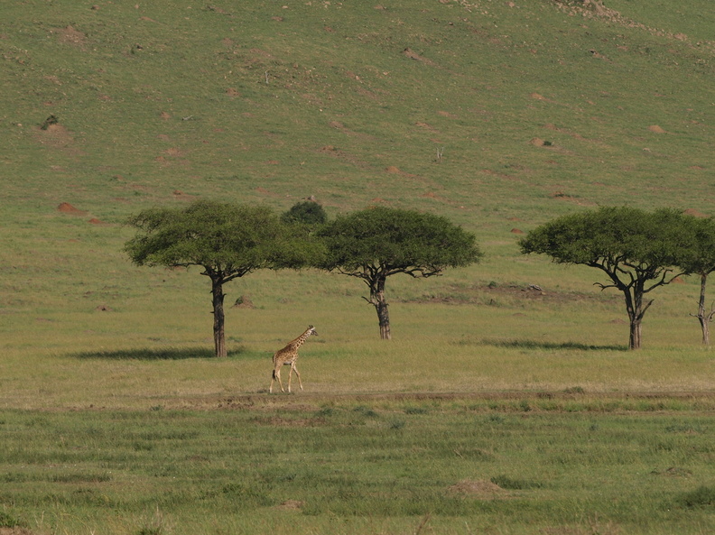 Giraffa_camelopardalis_ssp__tippelskirchi_Masaigiraf_29012011_Masai_Mara_Nationalpark_Kenya_031.JPG
