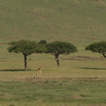 Giraffa camelopardalis ssp. tippelskirchi (Masaigiraf)