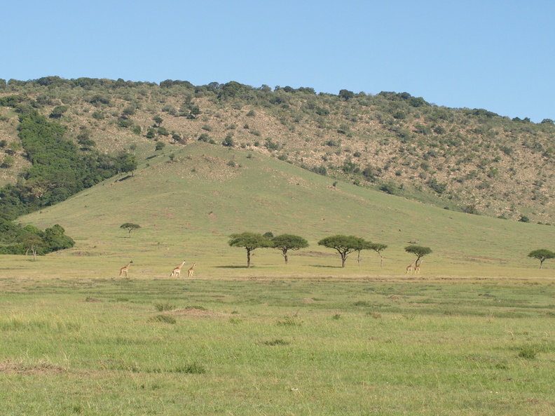 Giraffa_camelopardalis_ssp__tippelskirchi_Masaigiraf_29012011_Masai_Mara_Nationalpark_Kenya_544.JPG