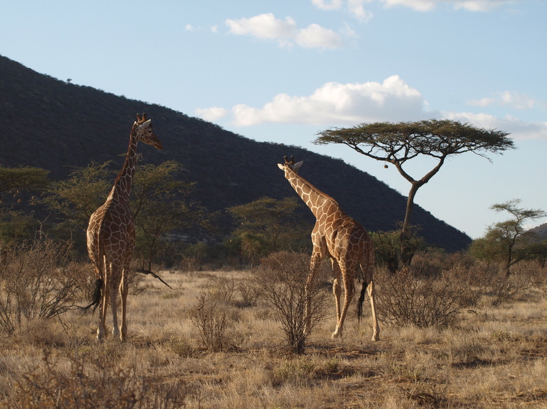 Giraffa_camelopardalis_var__reticulata_Netgiraf_01222011_Samburu_nationalpark_Kenya_001.JPG