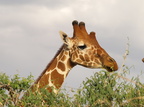 Giraffa camelopardalis var. reticulata (Netgiraf)