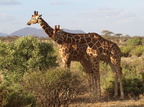 Giraffa camelopardalis var. reticulata (Netgiraf)