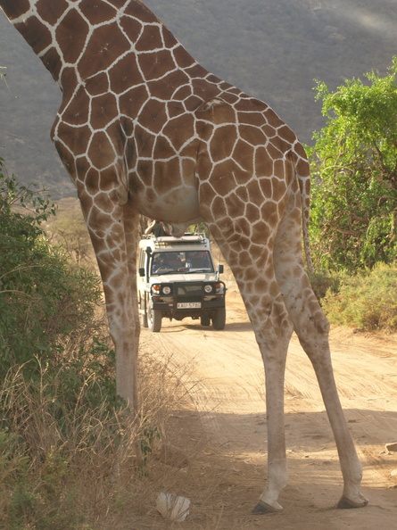 Giraffa_camelopardalis_var__reticulata_Netgiraf_01242011_Samburu_nationalpark_Kenya_057-1930401187.JPG
