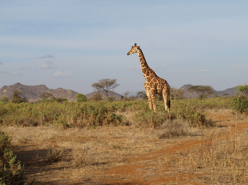Giraffa_camelopardalis_var__reticulata_Netgiraf_01242011_Samburu_nationalpark_Kenya_059.JPG