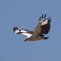 Gypohierax angolensis (Palm-nut Vulture, Palmegrib)