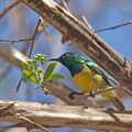 Hedydipna collaris (Collared Sunbird, Kravesolfugl)