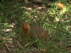 Helogale parvula (Dwarf Mongoose, Dværgmangust)