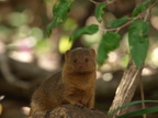 Helogale parvula (Dwarf Mongoose, Dværgmangust)