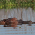 Hippopotamus_amphibius_Hippopotamus__Flodhest_27012011_Lake_Naivasha_Kenya_038.JPG