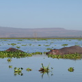 Hippopotamus_amphibius_Hippopotamus__Flodhest_27012011_Lake_Naivasha_Kenya_057.JPG