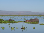 Hippopotamus amphibius (Hippopotamus, Flodhest)