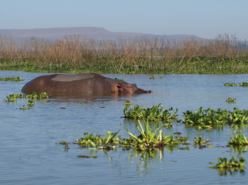 Hippopotamus_amphibius_Hippopotamus__Flodhest_27012011_Lake_Naivasha_Kenya_066.JPG