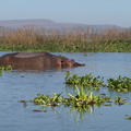 Hippopotamus amphibius (Hippopotamus, Flodhest)