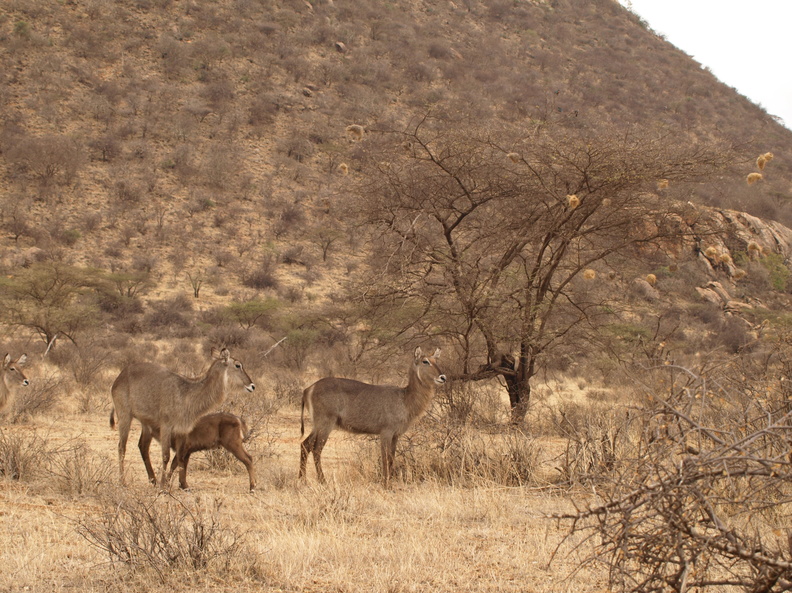 Kobus_ellipsiprymnus_defassa_Waterbuck__Defassas_Vandbuk_01242011_Samburu_nationalpark_Kenya_005.JPG
