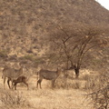 Kobus_ellipsiprymnus_defassa_Waterbuck__Defassas_Vandbuk_01242011_Samburu_nationalpark_Kenya_005.JPG