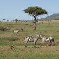 Kopi_af_Equus_quagga_ssp__boehmi_Common_Zebra__Zebra_29012011_Masai_Mara_Nationalpark_Kenya_662.JPG