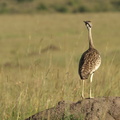 Lissotis_melanogaster_Black-bellied_Bustard__Sortbuget_Trappe_27012011_Masai_Mara_Nationalpark_Kenya_034.JPG