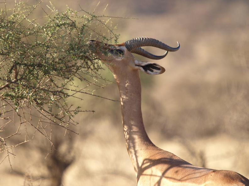 Litocranius_walleri_Gerenuk__Girafgazelle_01222011_Samburu_nationalpark_Kenya_008.JPG