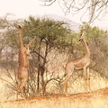 Litocranius walleri (Gerenuk, Girafgazelle)