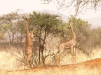 Litocranius walleri (Gerenuk, Girafgazelle)