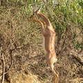 Litocranius_walleri_Gerenuk__Girafgazelle_20110124_Samburu_Nationalpark_Kenya_018.JPG