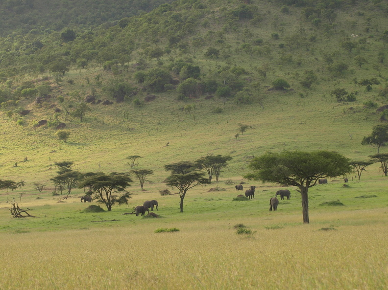 Loxodonta_africana_ssp__africana_African_Bush_elephant__Elefant_29012011_Masai_Mara_Nationalpark_Kenya_103.JPG