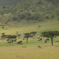 Loxodonta africana ssp. africana (African Bush elephant, Elefant)
