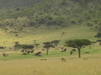 Loxodonta africana ssp. africana (African Bush elephant, Elefant)