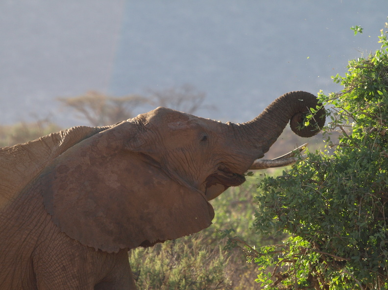 Loxodonta_africana_ssp__africana_African_bush_elephant__Elefant_01222011_Samburu_nationalpark_Kenya_003.JPG