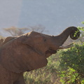 Loxodonta africana ssp. africana (African bush elephant, Elefant)